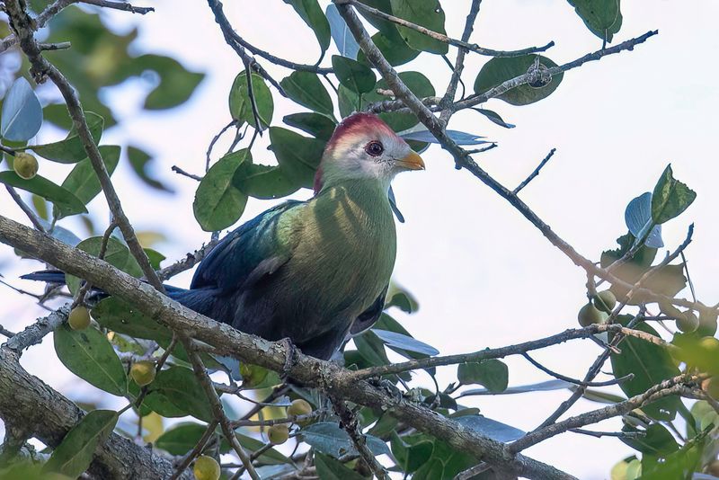 Red-crested Turaco
