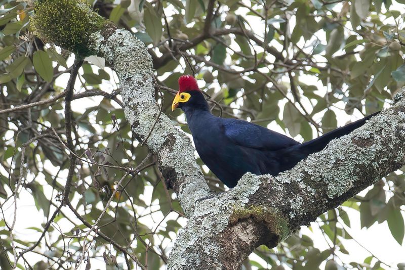 Ross's Turaco