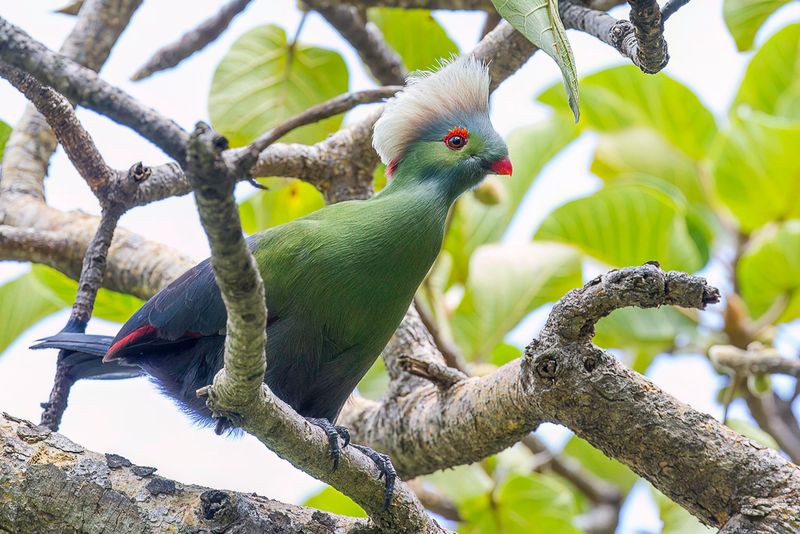 Ruspoli's Turaco