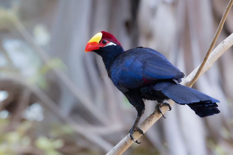 Violet Turaco