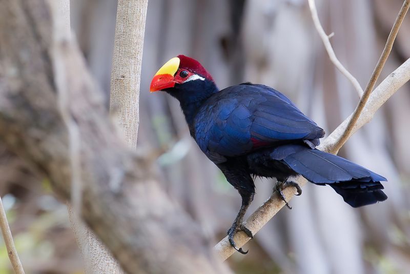Violet Turaco