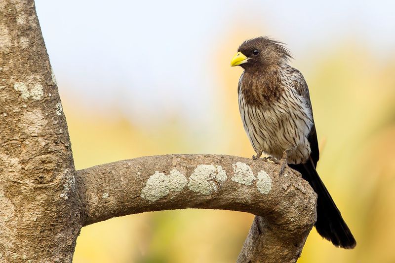 Western Plantain-eater