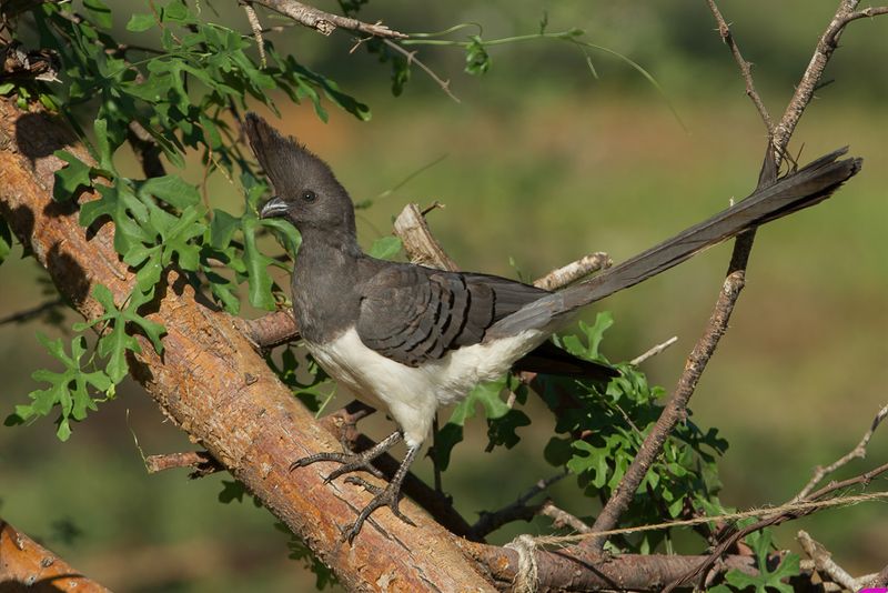 White-bellied Go-away-bird