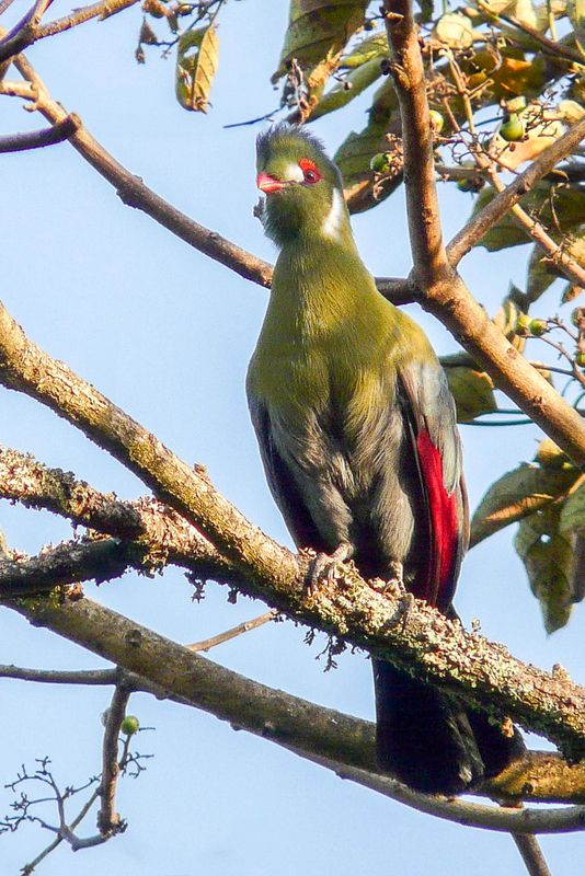 White-cheeked turaco