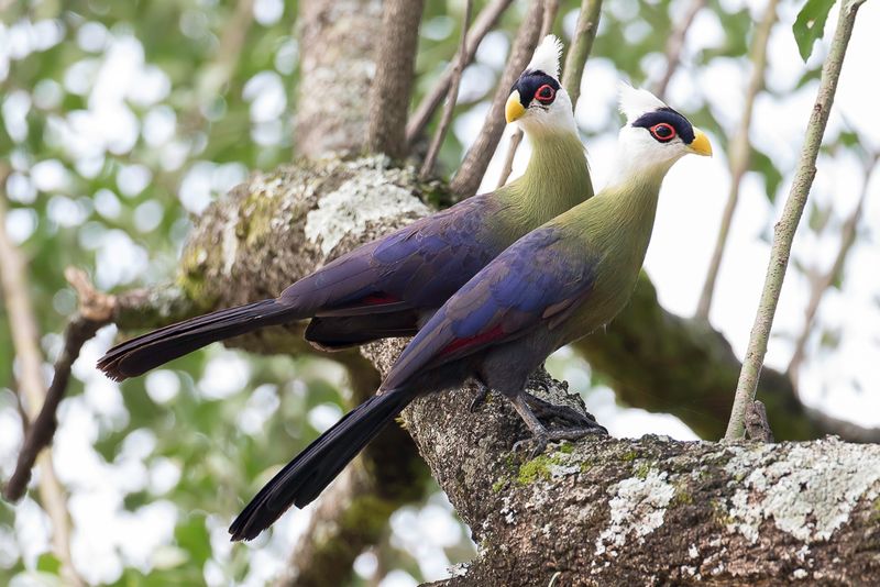 White-crested Turaco