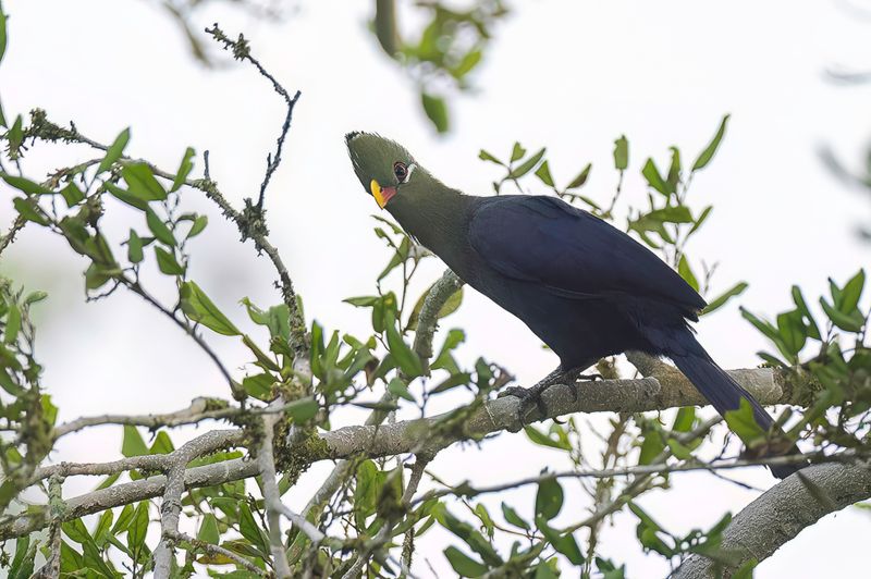 Yellow-billed Turaco