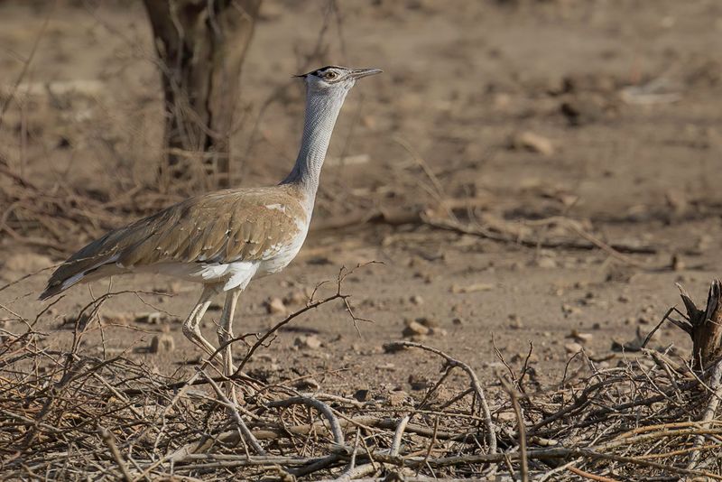 Arabian Bustard