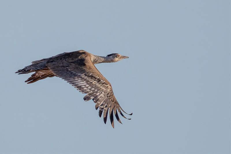 Australian Bustard