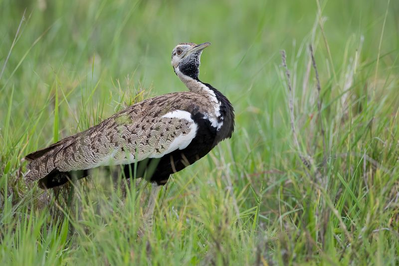 Black-bellied Bustard