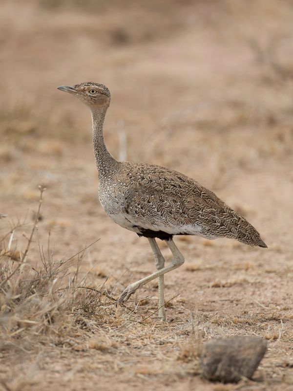 Buff-crested Bustard
