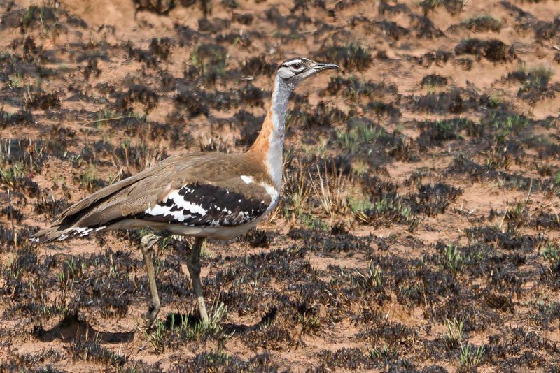 Denham's Bustard