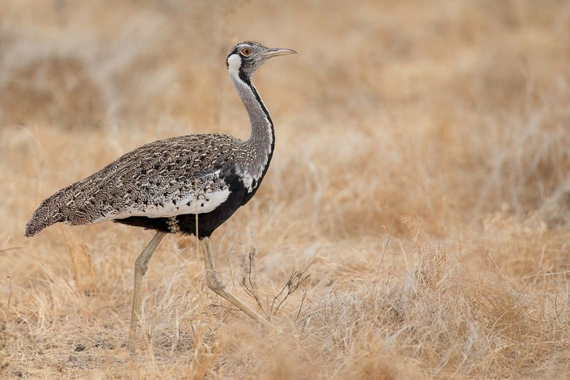 Hartlaub's Bustard