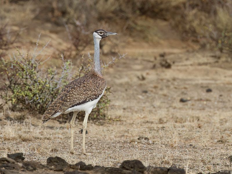 Heuglin's Bustard (f)