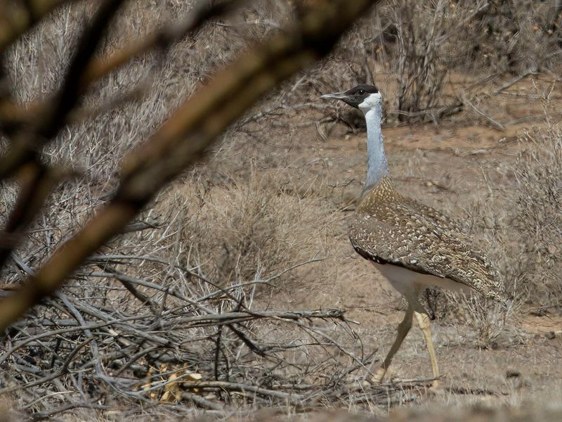 Heuglin's Bustard (m)