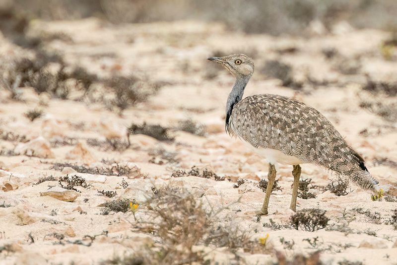 African Houbara