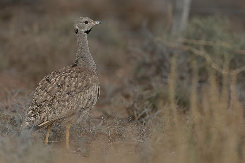 Karoo Korhaan