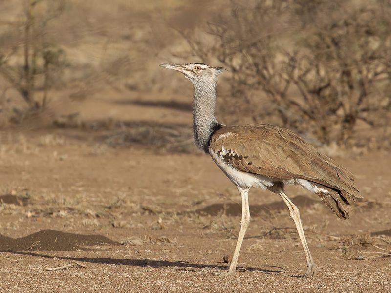 Kori Bustard