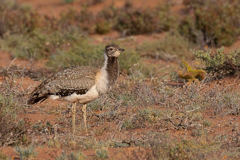 Ludwig's Bustard