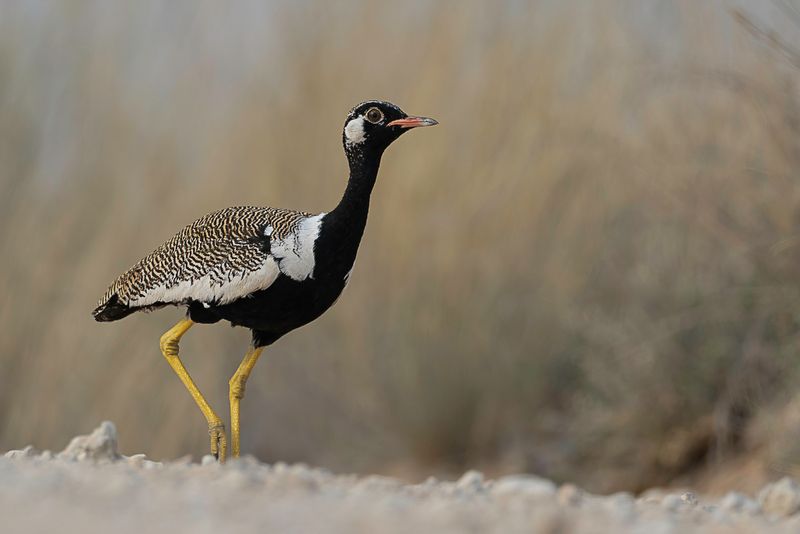 Northern Black Korhaan