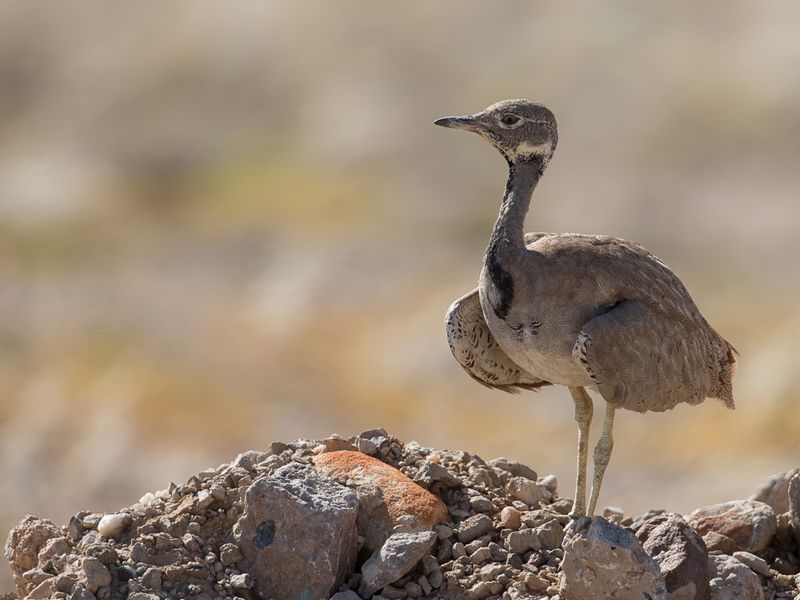 Rppell's Korhaan