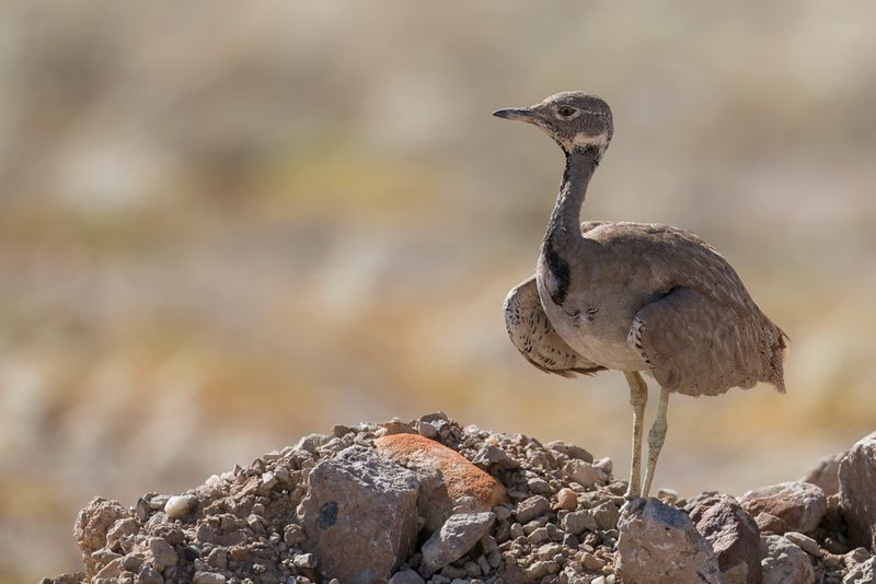 Rppell's Korhaan