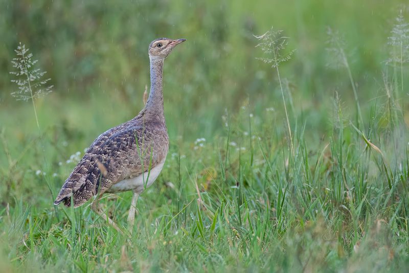 White-bellied Bustard (f)