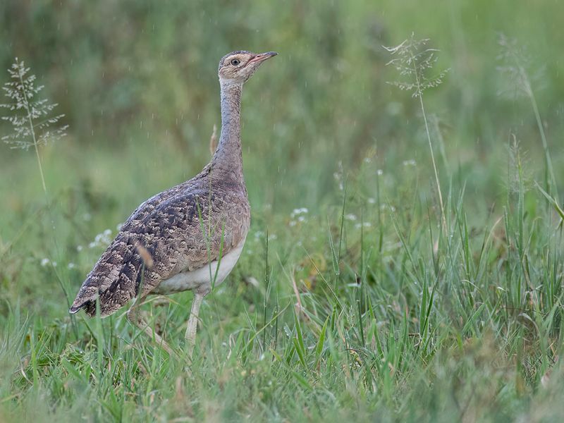 White-bellied Bustard (f)