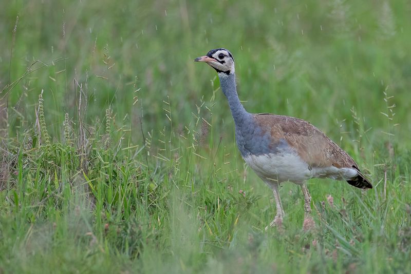 White-bellied Bustard (m)
