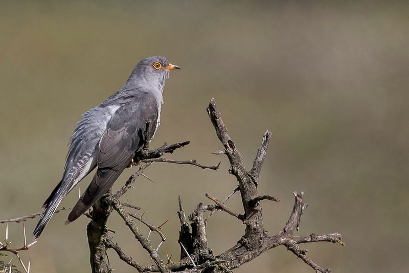 African Cuckoo