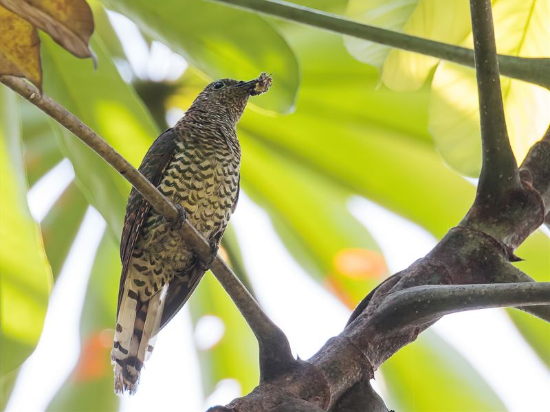 African Emerald Cuckoo (f)