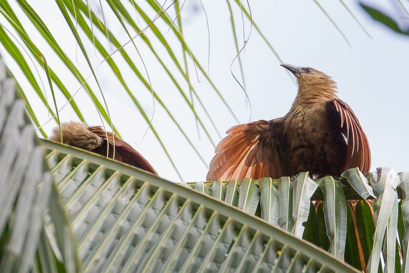 Bay Coucal