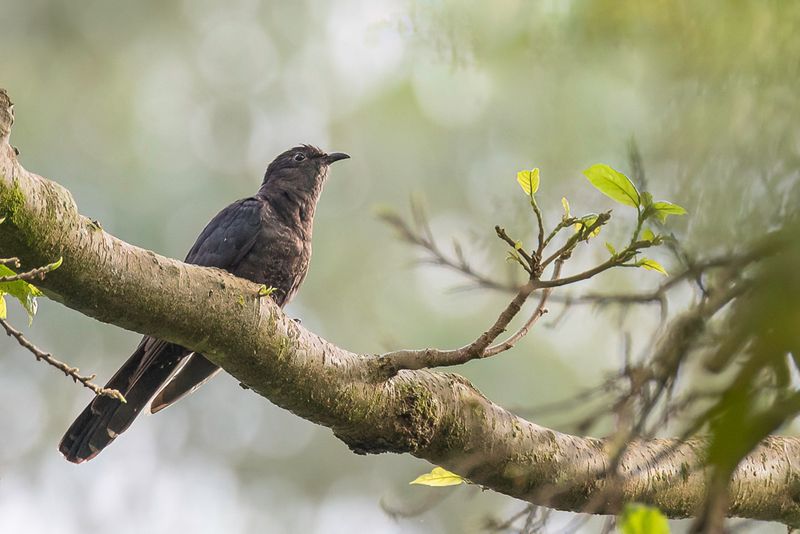 Black Cuckoo