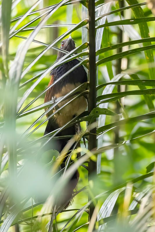 Black-throated Coucal