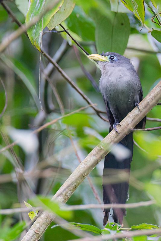 Blue Malkoha