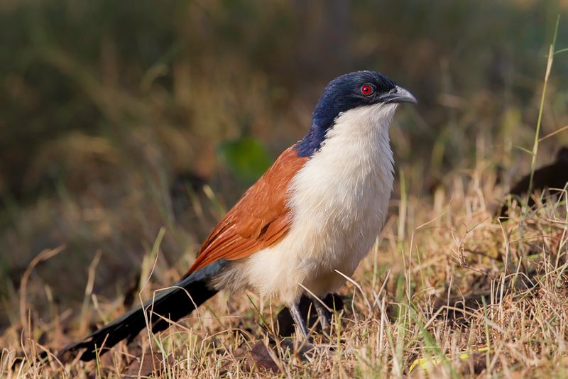 Blue-headed Coucal