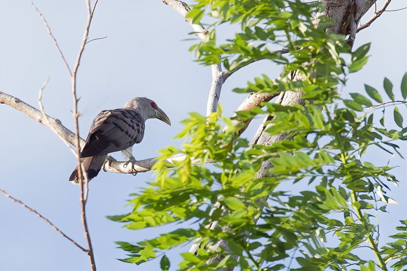 Channel-billed Cuckoo