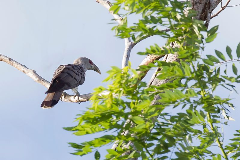 Channel-billed Cuckoo
