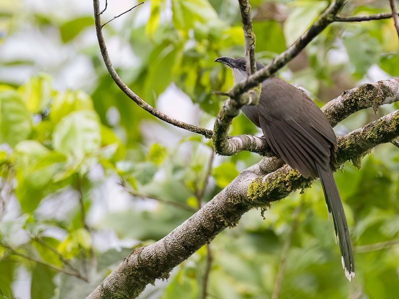 Chestnut-bellied Cuckoo