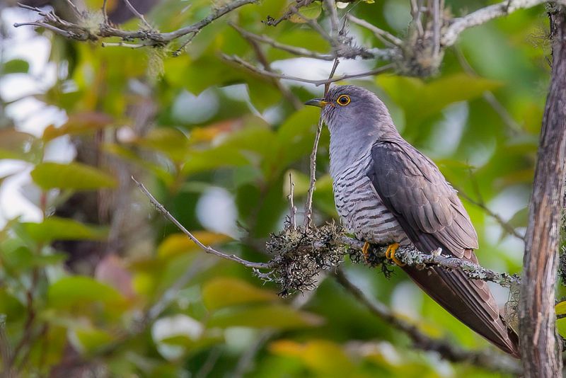 Common Cuckoo