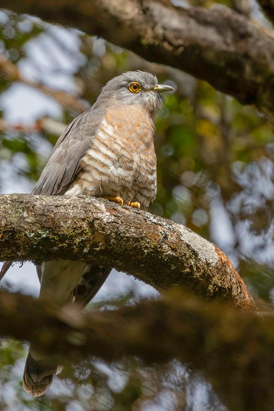 Common Hawk-Cuckoo