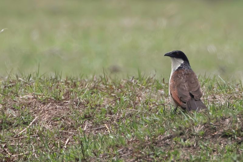 Coppery-tailed Coucal