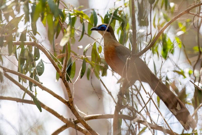 Coquerel's Coua