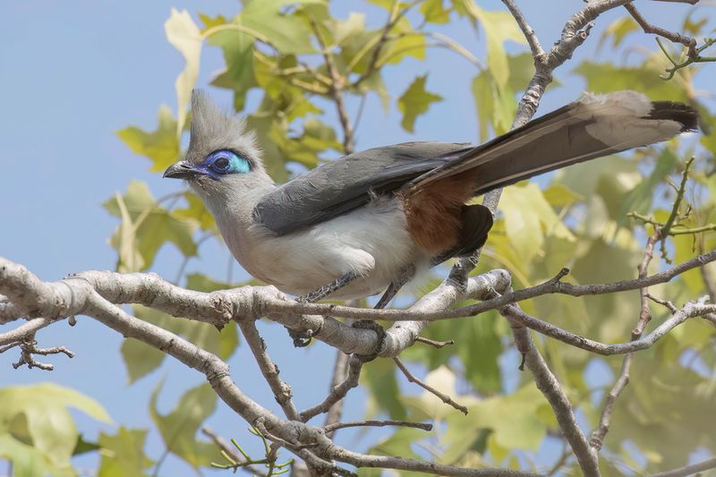 Crested Coua