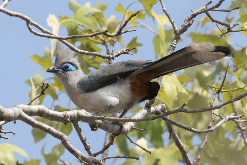 Crested Coua
