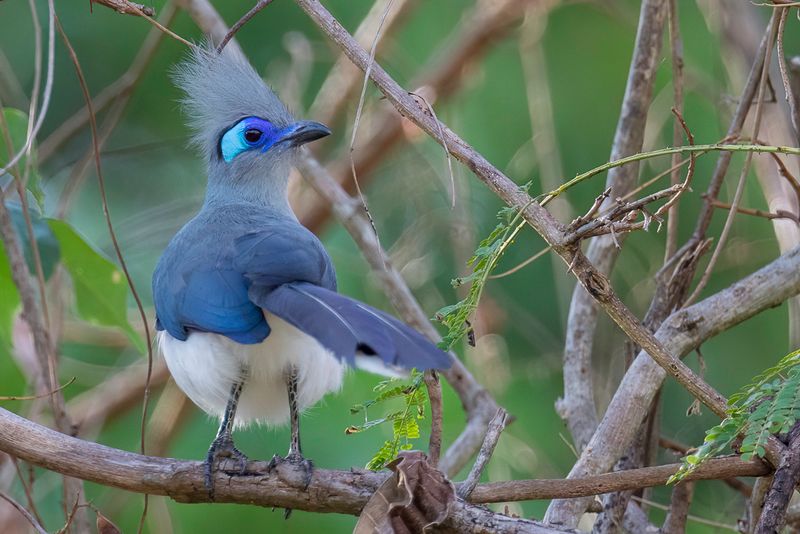 Crested Coua