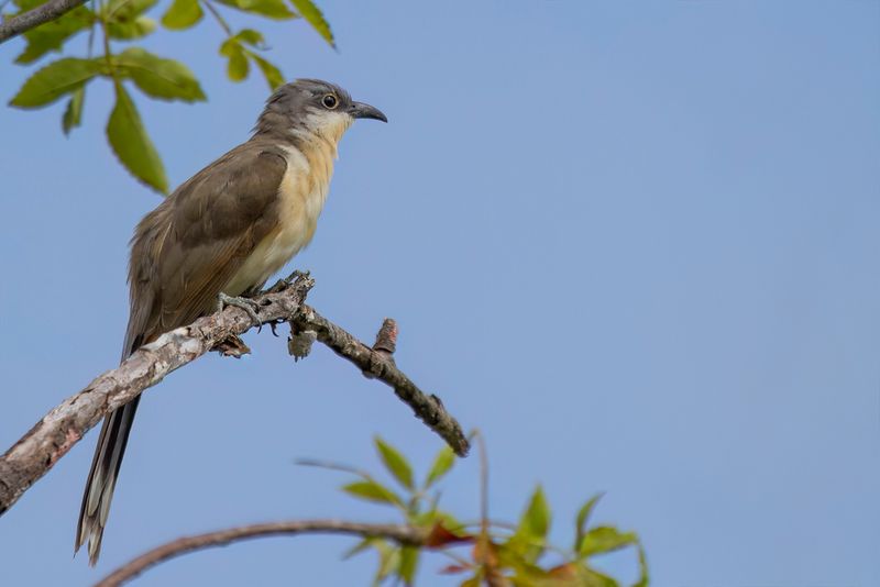 Dark-billed Cuckoo