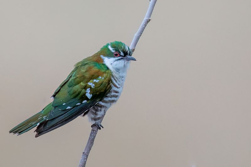 Diederik Cuckoo