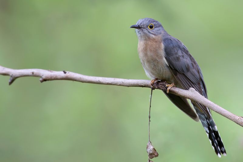 Fan-tailed Cuckoo