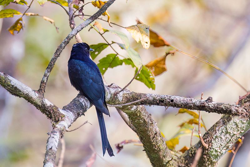 Fork-tailed Drongo-Cuckoo
