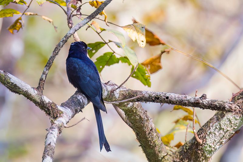Fork-tailed Drongo-Cuckoo